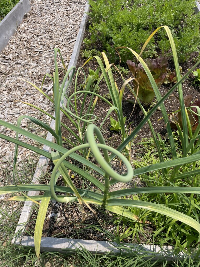 Garlic scape in raised bed