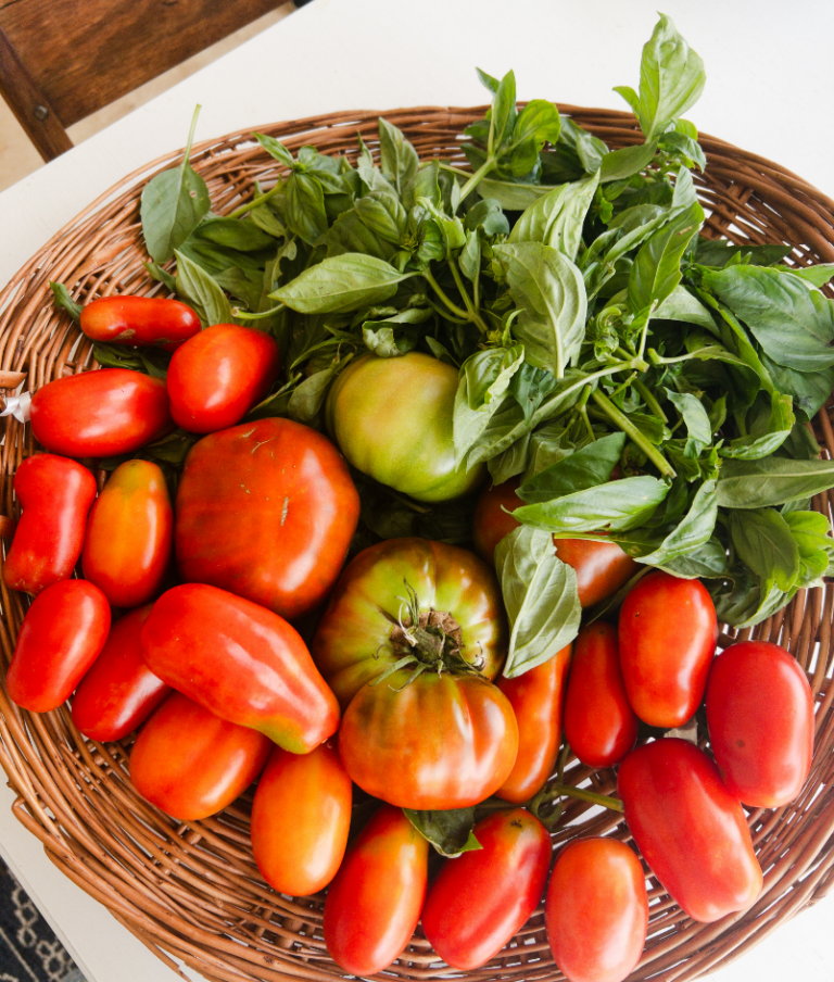 Tomatoes and basil harvest